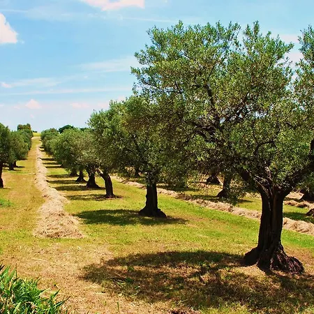 L'antico Oliveto Lantgård