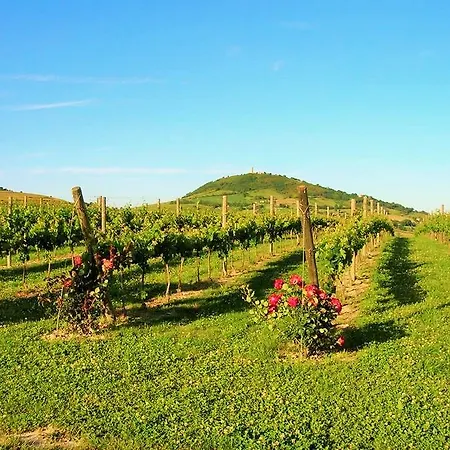 L'antico Oliveto San Severino Marche
